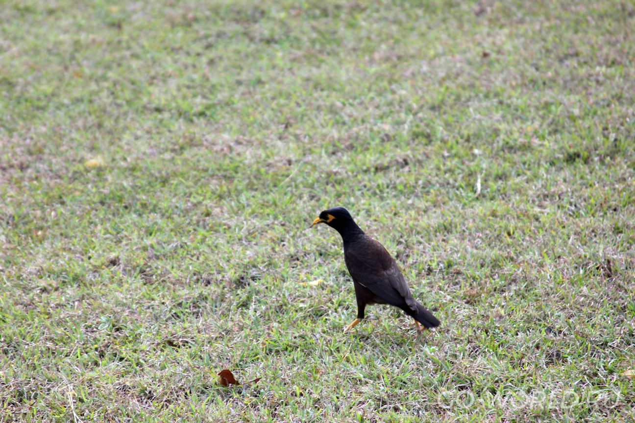 Черная птица на газоне.