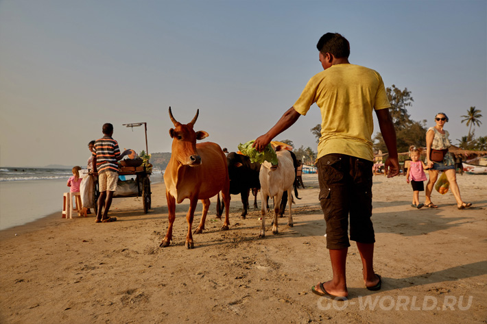 фото корова на пляже Морджим в Гоа