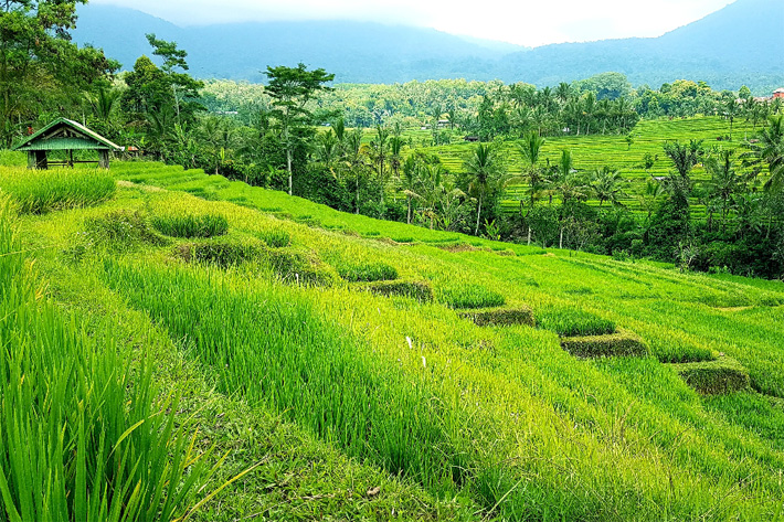 куда поехать на Бали - рисовые терассы Джатилувих